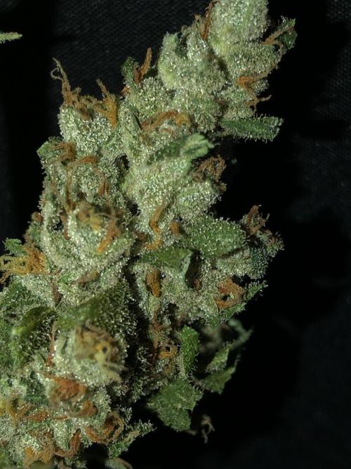 Big Jack Auto Outdoor Spring 26'. Week 9