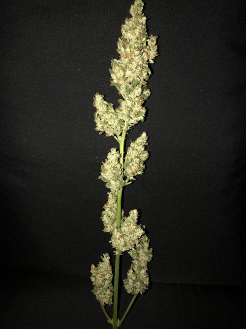 Big Jack Auto Outdoor Spring 26'. Week 9