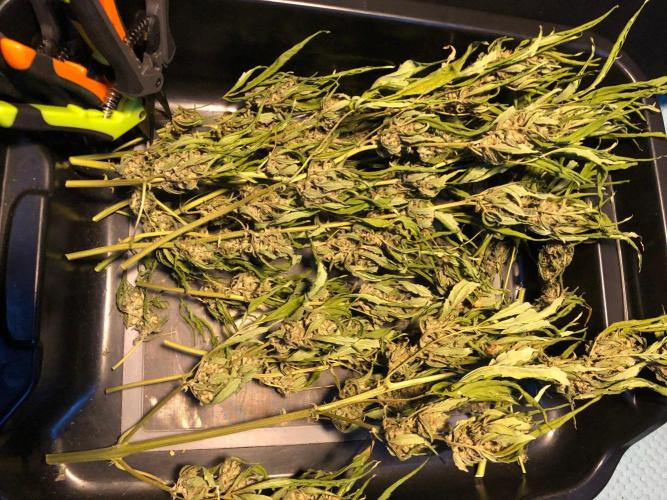 Pine Auto Outdoor Spring 26'. Week 9