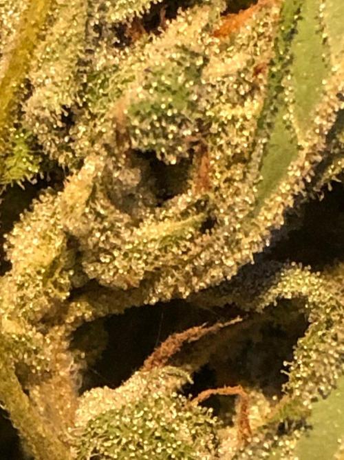 Pine Auto Outdoor Spring 26'. Week 9