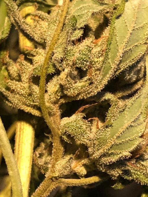 Pine Auto Outdoor Spring 26'. Week 9