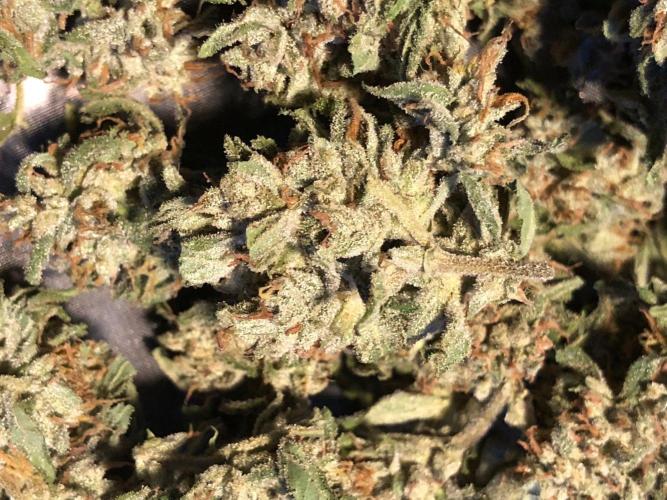Pine Auto Outdoor Spring 26'. Week 9