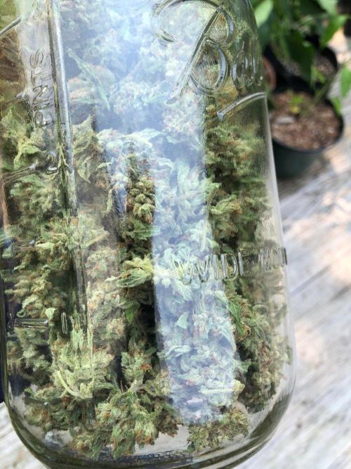 Pine Auto Outdoor Spring 26'. Week 9