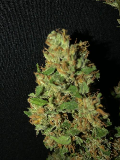 Maui Wowie Auto Outdoor Spring 26'. Week 9