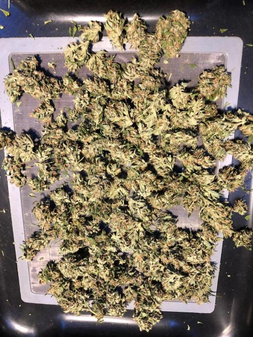 Maui Wowie Auto Outdoor Spring 26'. Week 9