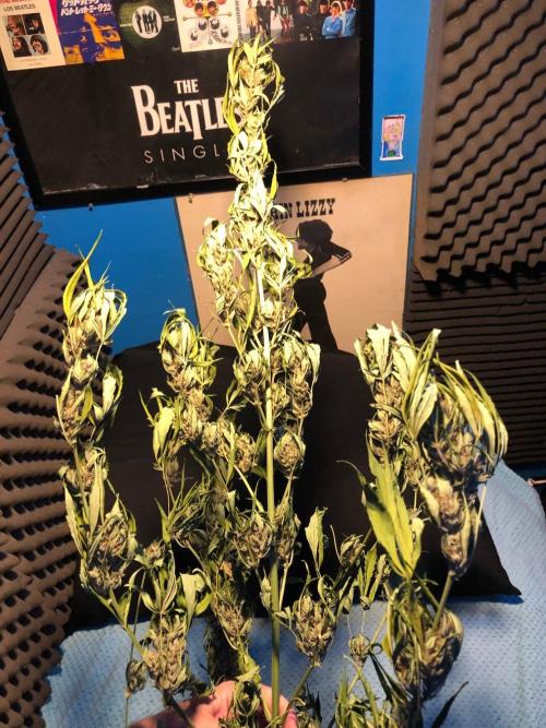 OG Kush Auto Outdoor Spring 26". Week 9