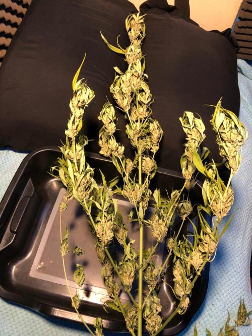 OG Kush Auto Outdoor Spring 26". Week 9