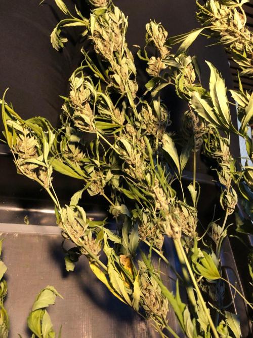 OG Kush Auto Outdoor Spring 26". Week 9