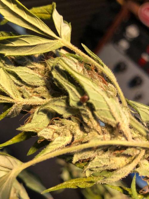OG Kush Auto Outdoor Spring 26". Week 9