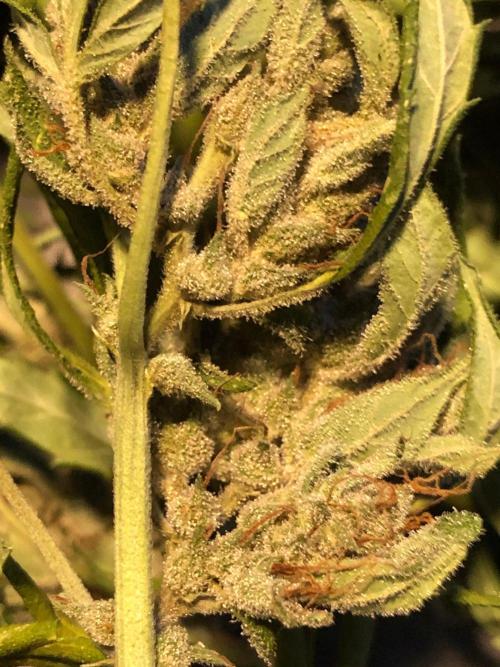 OG Kush Auto Outdoor Spring 26". Week 9