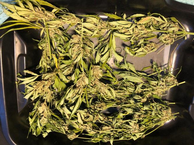 OG Kush Auto Outdoor Spring 26". Week 9