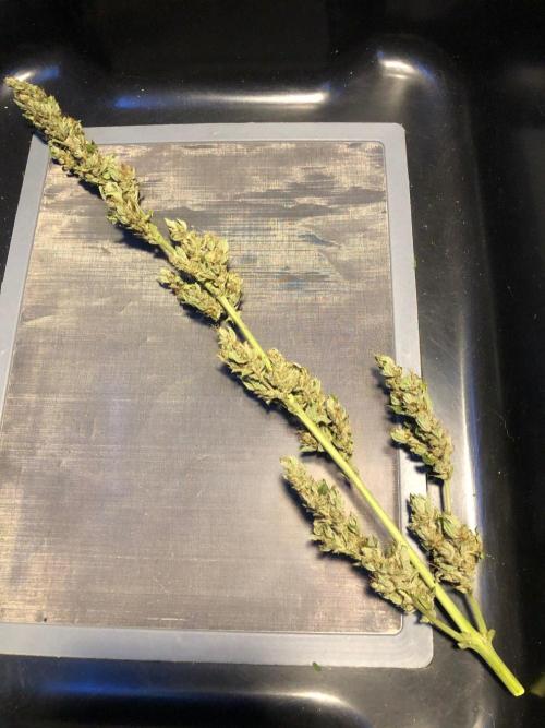 OG Kush Auto Outdoor Spring 26". Week 9