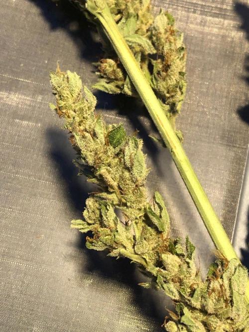 OG Kush Auto Outdoor Spring 26". Week 9