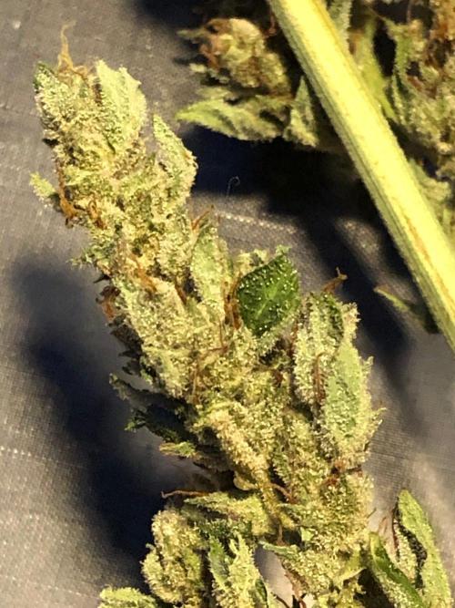 OG Kush Auto Outdoor Spring 26". Week 9