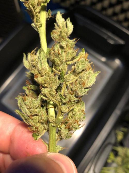 OG Kush Auto Outdoor Spring 26". Week 9