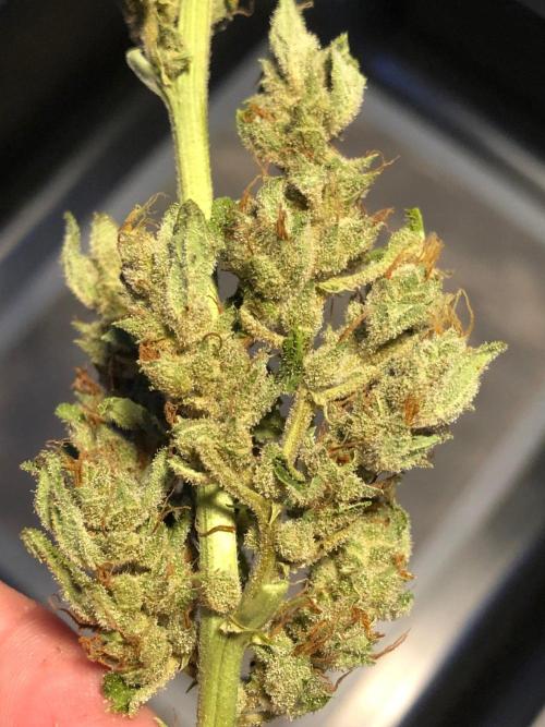 OG Kush Auto Outdoor Spring 26". Week 9