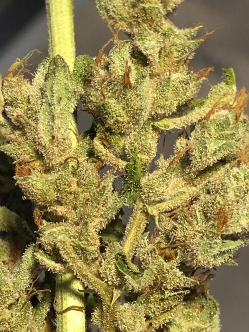 OG Kush Auto Outdoor Spring 26". Week 9