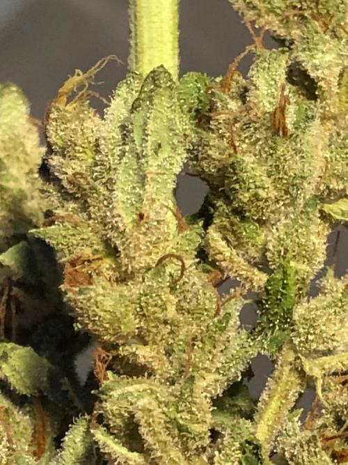 OG Kush Auto Outdoor Spring 26". Week 9