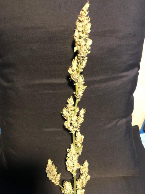 OG Kush Auto Outdoor Spring 26". Week 9