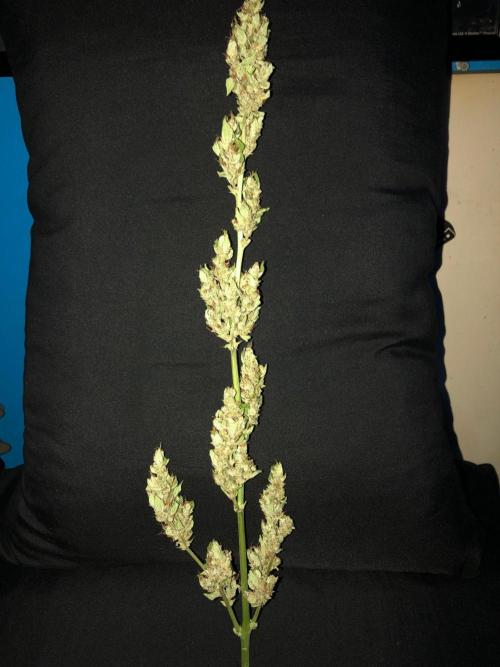 OG Kush Auto Outdoor Spring 26". Week 9
