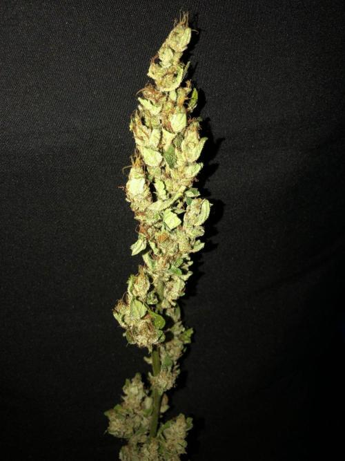 OG Kush Auto Outdoor Spring 26". Week 9