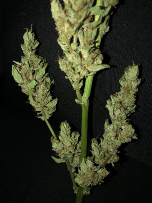 OG Kush Auto Outdoor Spring 26". Week 9