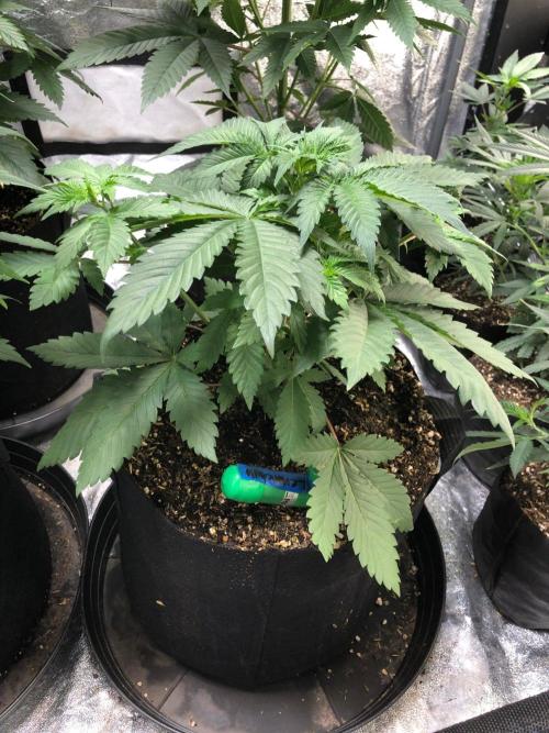 Lemonchello Haze Seedsman Indoor Summer. Week 4