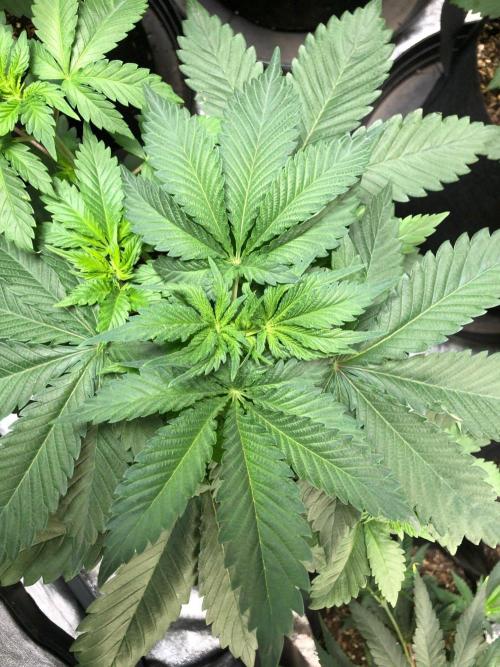 Lemonchello Haze Seedsman Indoor Summer. Week 4