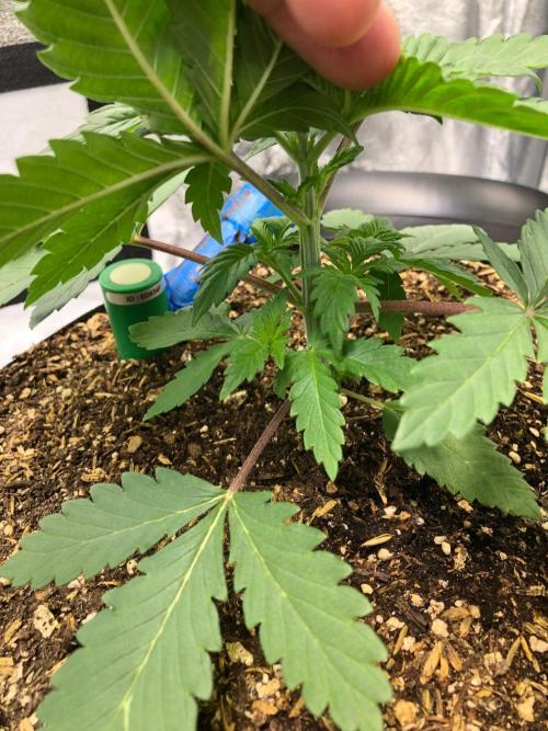 Lemonchello Haze Seedsman Indoor Summer. Week 4