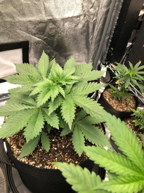 Lemonchello Haze Seedsman Indoor Summer. Week 4