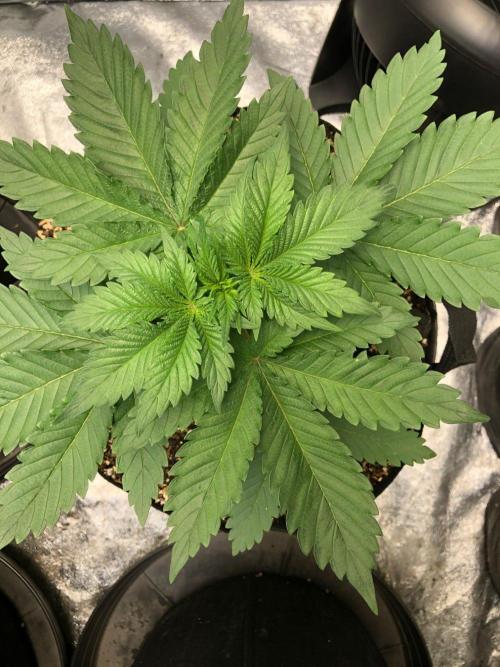 Lemonchello Haze Seedsman Indoor Summer. Week 4
