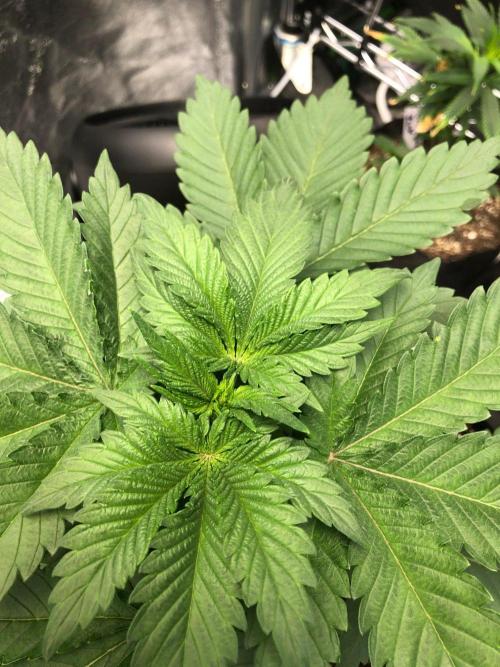 Lemonchello Haze Seedsman Indoor Summer. Week 4