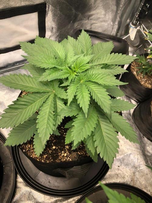 Lemonchello Haze Seedsman Indoor Summer. Week 4
