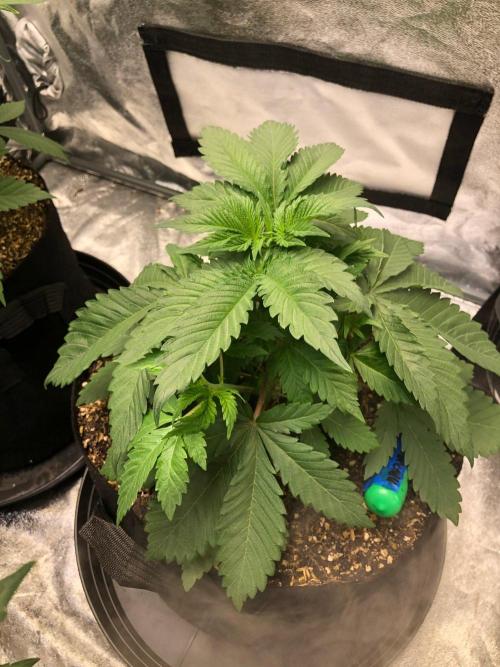 Lemonchello Haze Seedsman Indoor Summer. Week 4
