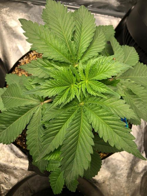 Lemonchello Haze Seedsman Indoor Summer. Week 4