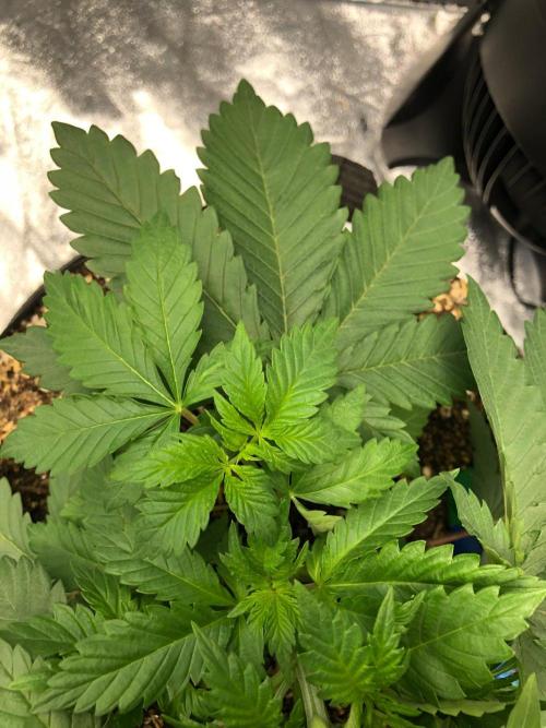 Lemonchello Haze Seedsman Indoor Summer. Week 4