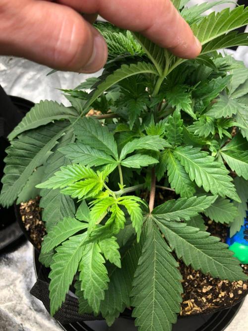 Lemonchello Haze Seedsman Indoor Summer. Week 4