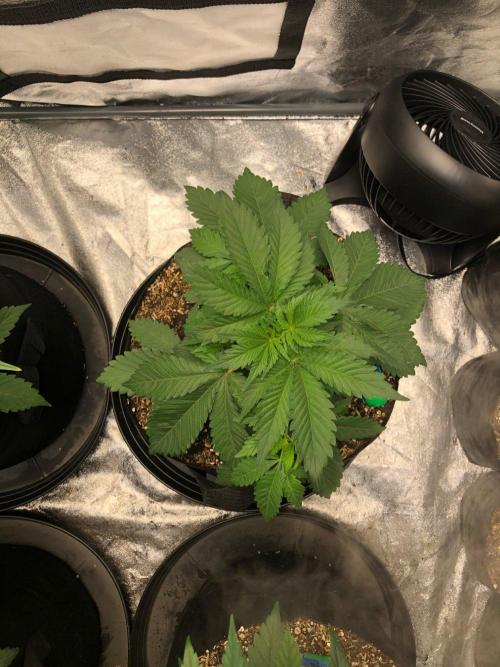 Lemonchello Haze Seedsman Indoor Summer. Week 4