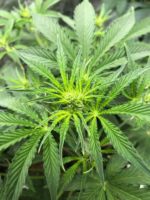 Acapulco Gold SeedSupreme Indoor Summer. Week 5