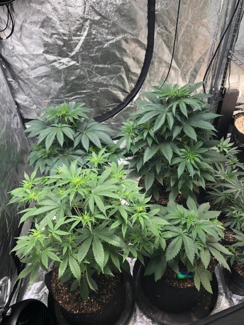 Acapulco Gold SeedSupreme Indoor Summer. Week 5