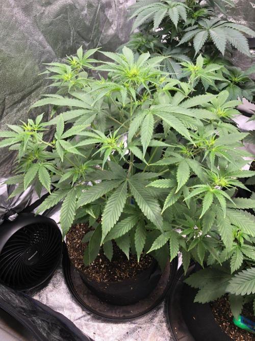 Acapulco Gold SeedSupreme Indoor Summer. Week 5