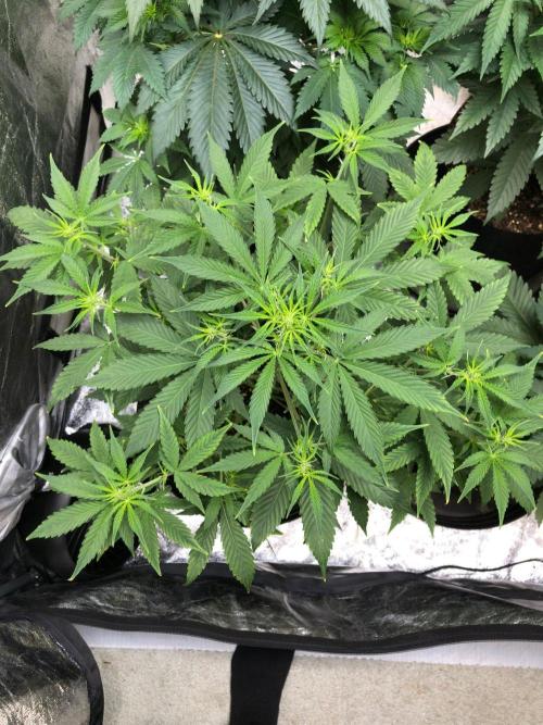 Acapulco Gold SeedSupreme Indoor Summer. Week 5