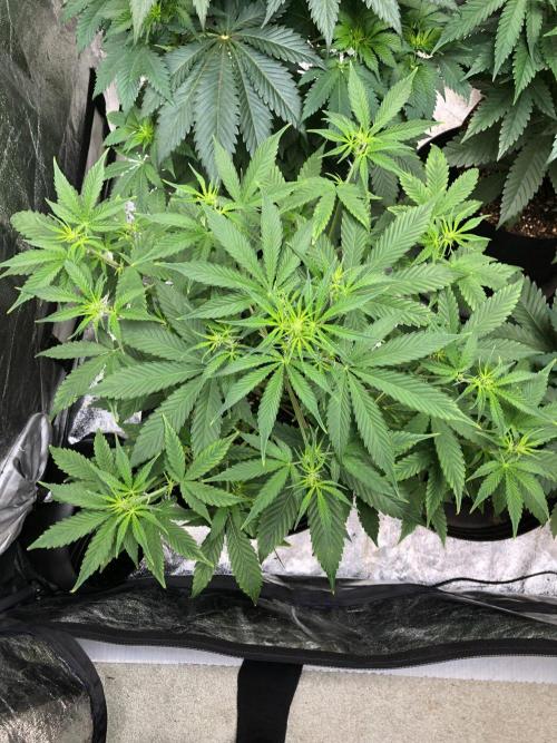 Acapulco Gold SeedSupreme Indoor Summer. Week 5