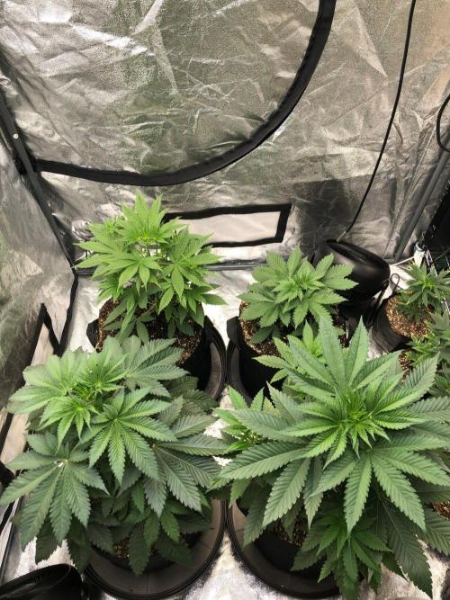 Acapulco Gold SeedSupreme Indoor Summer. Week 5