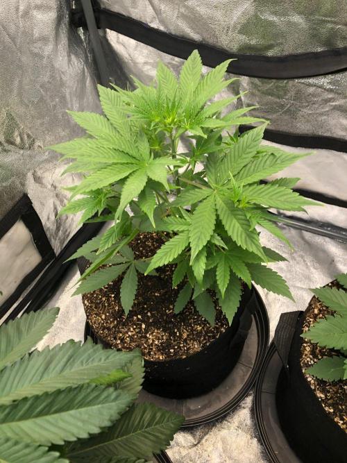 Acapulco Gold SeedSupreme Indoor Summer. Week 5
