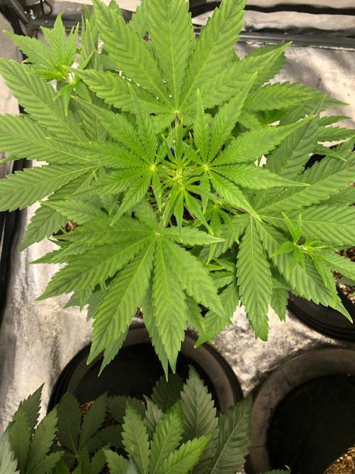 Acapulco Gold SeedSupreme Indoor Summer. Week 5