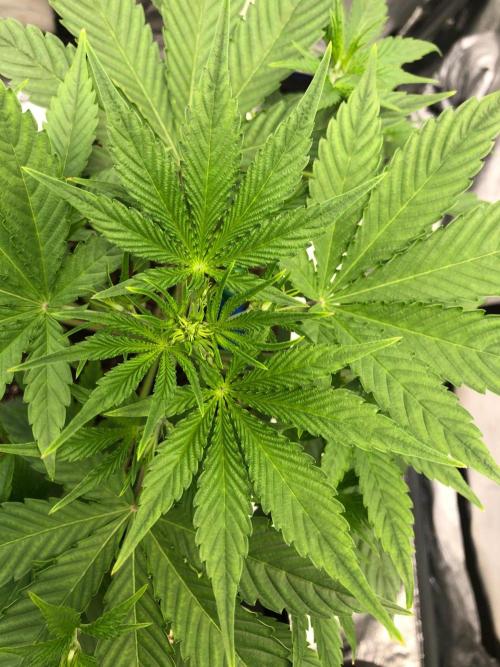 Acapulco Gold SeedSupreme Indoor Summer. Week 5