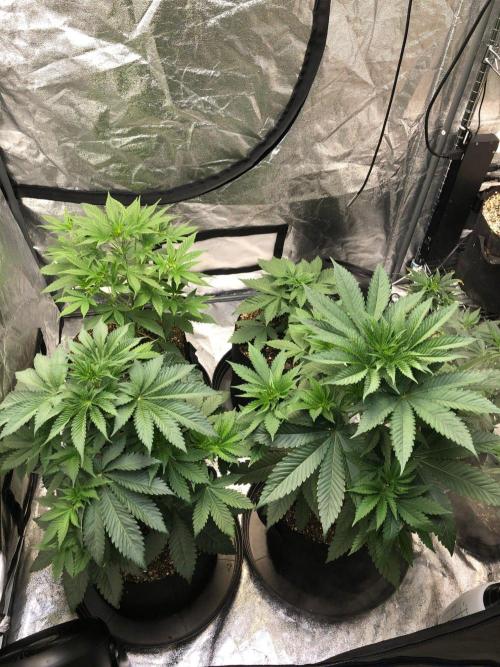 Acapulco Gold SeedSupreme Indoor Summer. Week 5
