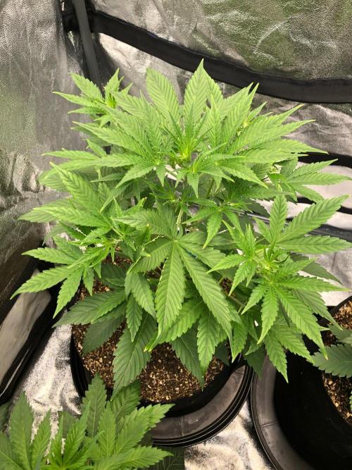 Acapulco Gold SeedSupreme Indoor Summer. Week 5