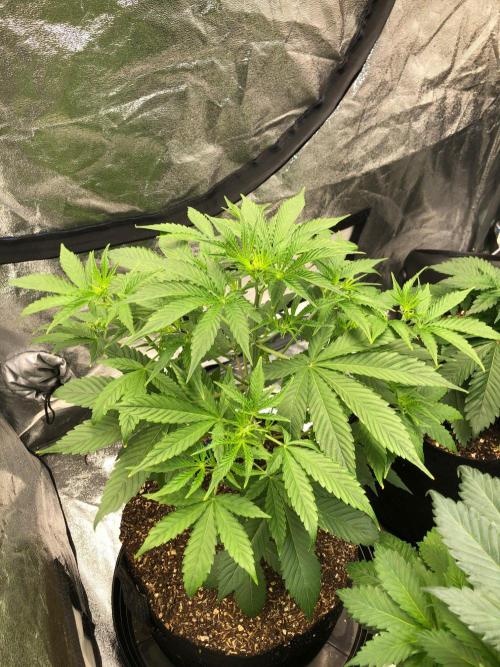 Acapulco Gold SeedSupreme Indoor Summer. Week 5